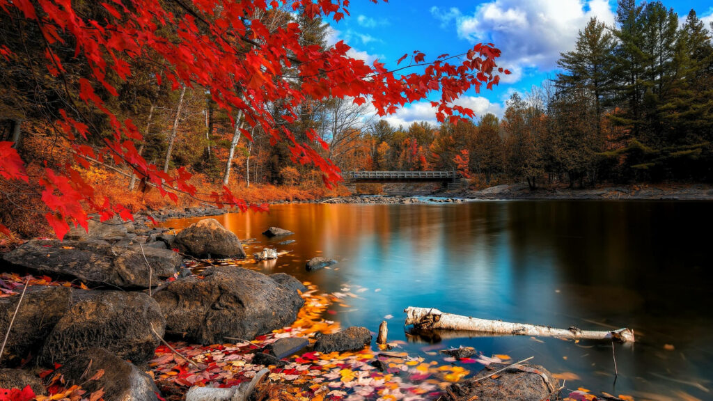 Awe-inspiring Fall Splendor: 2560x1440 Forest Lake Wallpaper with Vibrant Red Maple Trees