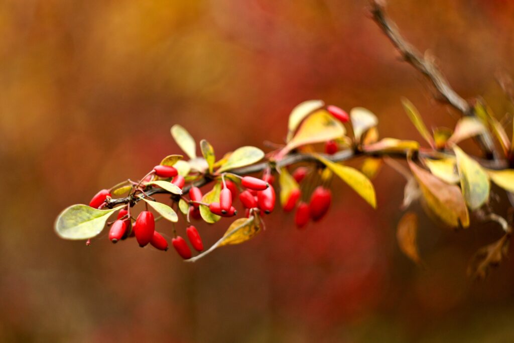 Branch of briar with red berries and autumn leaves on a warm earthy blurred background wallpaper