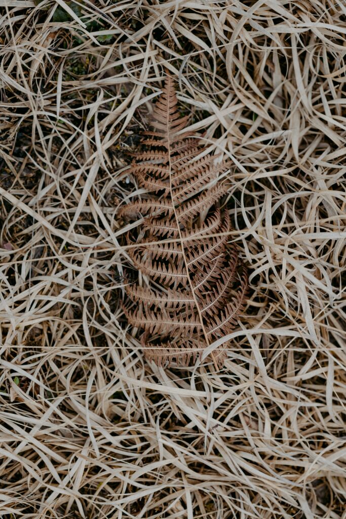 Dry chubby fern leaf on pale brittle grass autumn decay wallpaper background textured brown beige