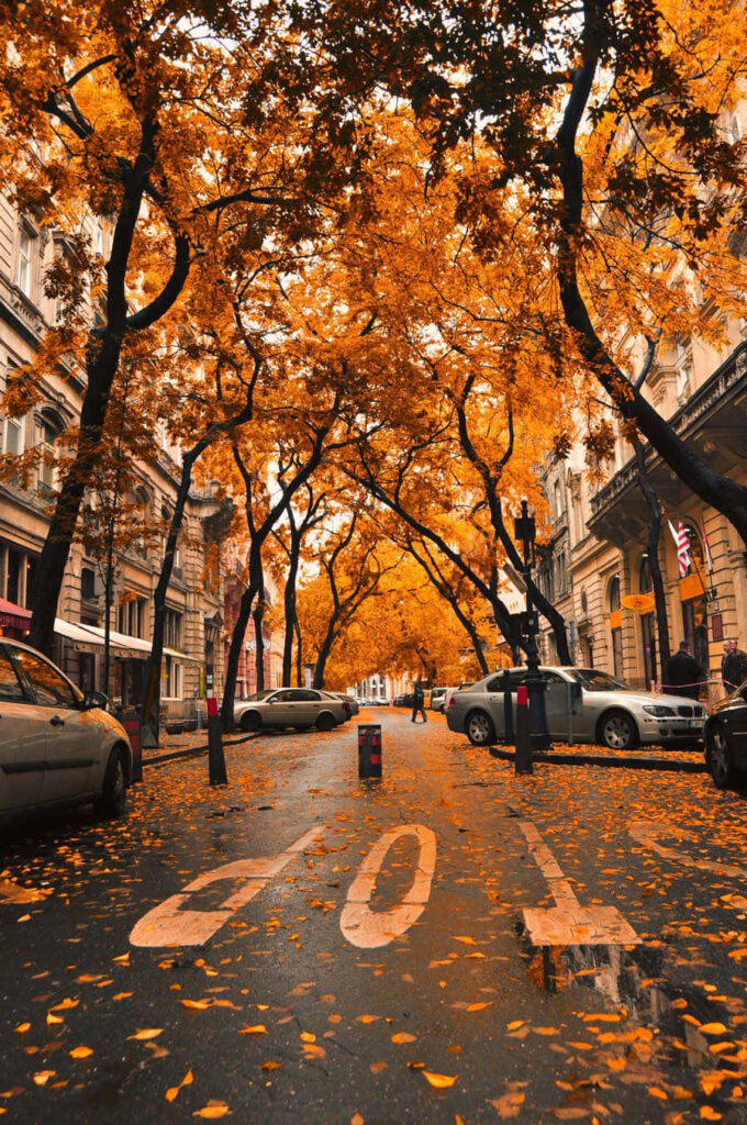 Autumn Downtown Serenity: Vibrant Foliage & Cozy Street Wallpaper