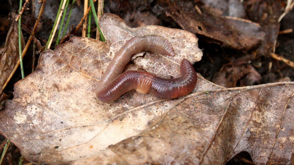 Close-up of two earthworms on a dry textured leaf with rich brown autumnal wallpaper background