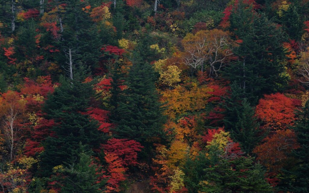 Top view autumn forest with vibrant red orange yellow leaves and green evergreen trees dense foliage Wallpaper