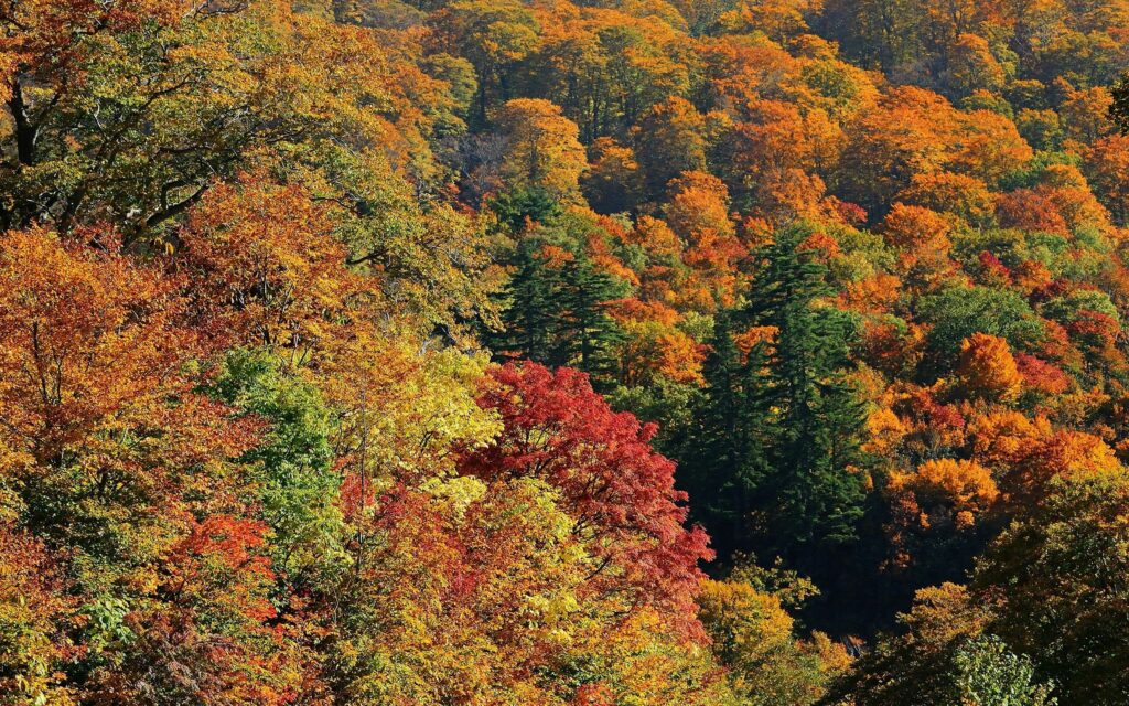Top view autumn forest wallpaper with vibrant orange red and gold fall foliage colors