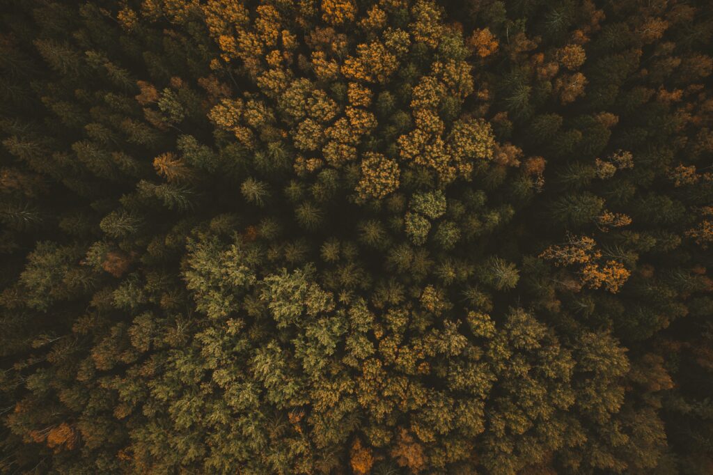 Aerial view of dense autumn forest with vibrant green and golden yellow foliage mosaic background Wallpaper