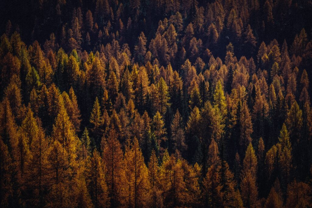 Aerial view of dense autumn forest with vibrant orange gold green trees and long shadows wallpaper