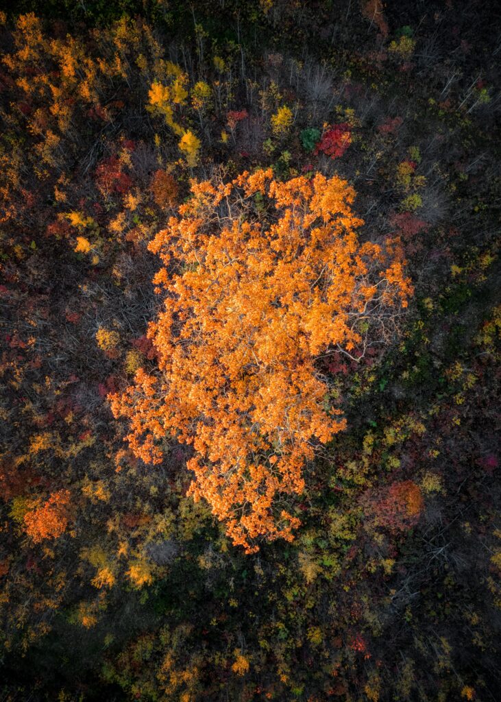Aerial view of dense autumn forest with vibrant orange red yellow and green foliage mosaic Wallpaper