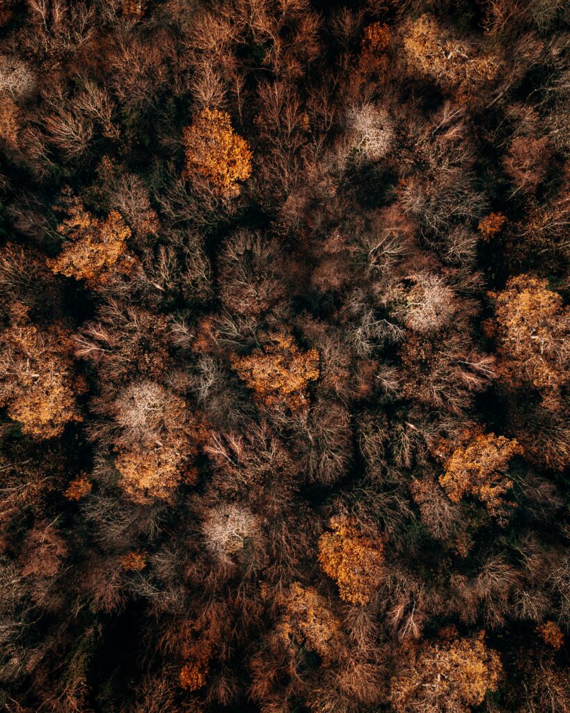 Aerial view of dense autumn forest with vibrant orange gold and brown tree tops wallpaper background