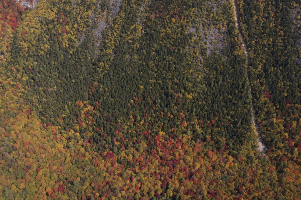 Aerial view of vibrant autumn forest with golden yellow fiery orange and deep green trees Wallpaper