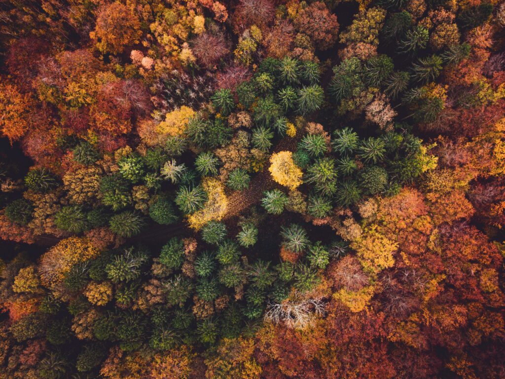 Aerial view of dense autumn forest with vibrant green pines and colorful red yellow foliage wallpaper