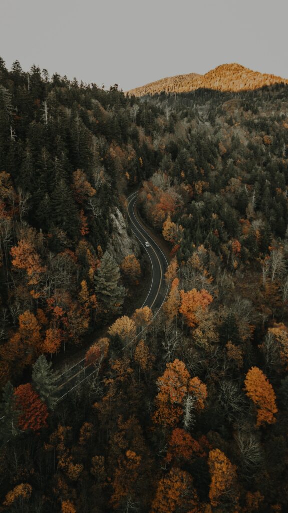 Aerial view of winding road through dense autumn forest with vibrant orange yellow and green hues Wallpaper