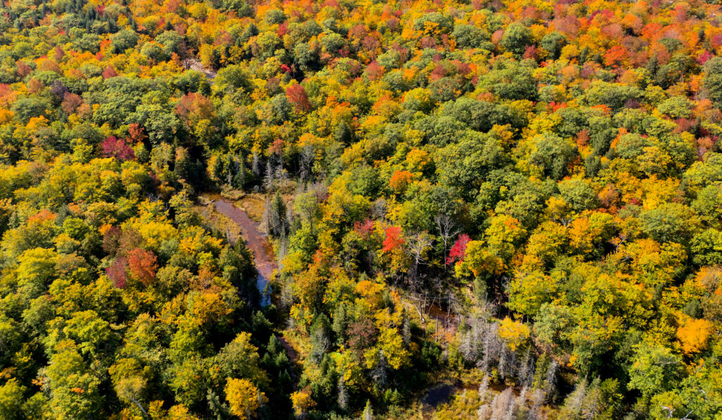 Aerial view of vibrant autumn forest with golden yellow red leaves and winding river wallpaper background