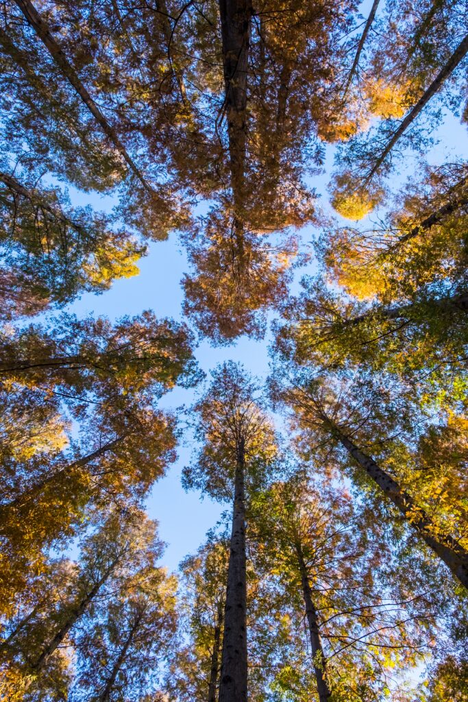 Bottom view of tall autumn forest trees with colorful leaves framing bright blue sky wallpaper background