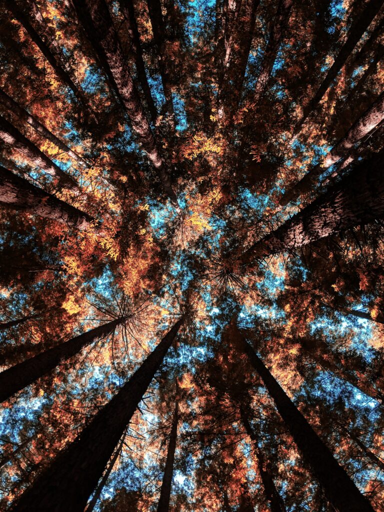 Bottom view of tall trees with golden autumn leaves against bright blue sky forest canopy wallpaper