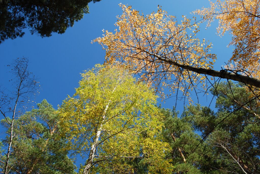 Upward view of autumn forest canopy with golden and green trees under clear blue sky wallpaper