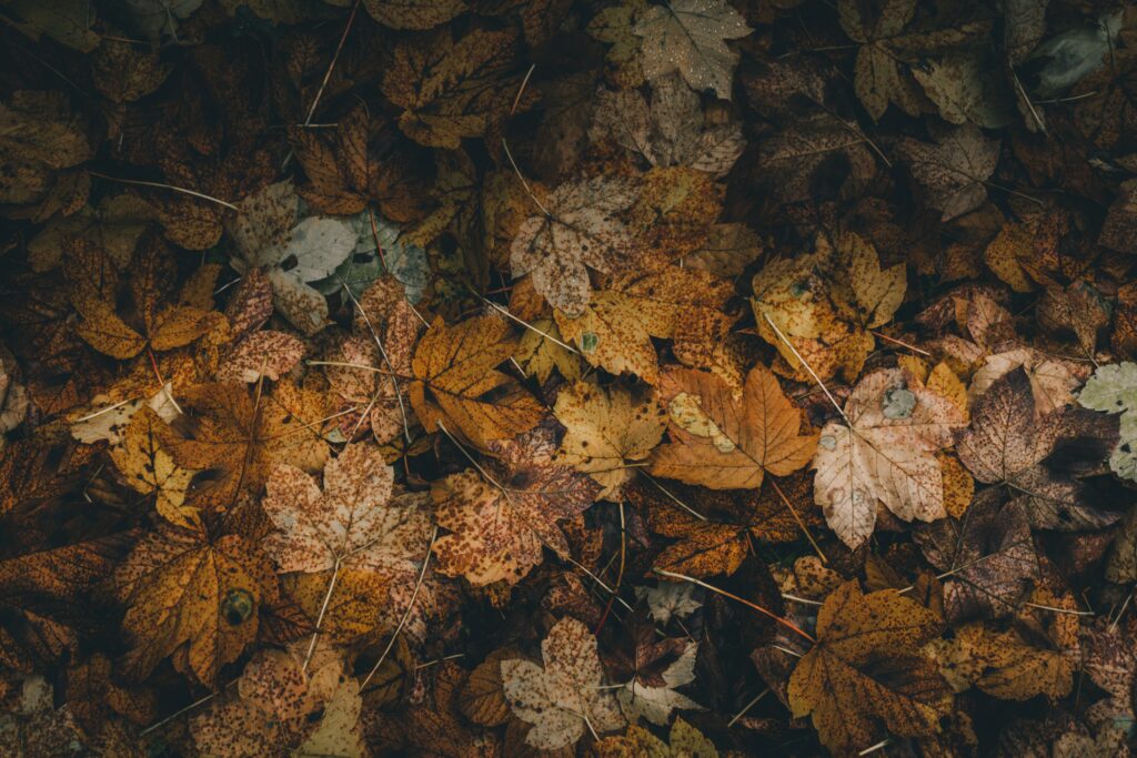 Autumn forest floor covered with dry brown orange and gold leaves textured wallpaper background