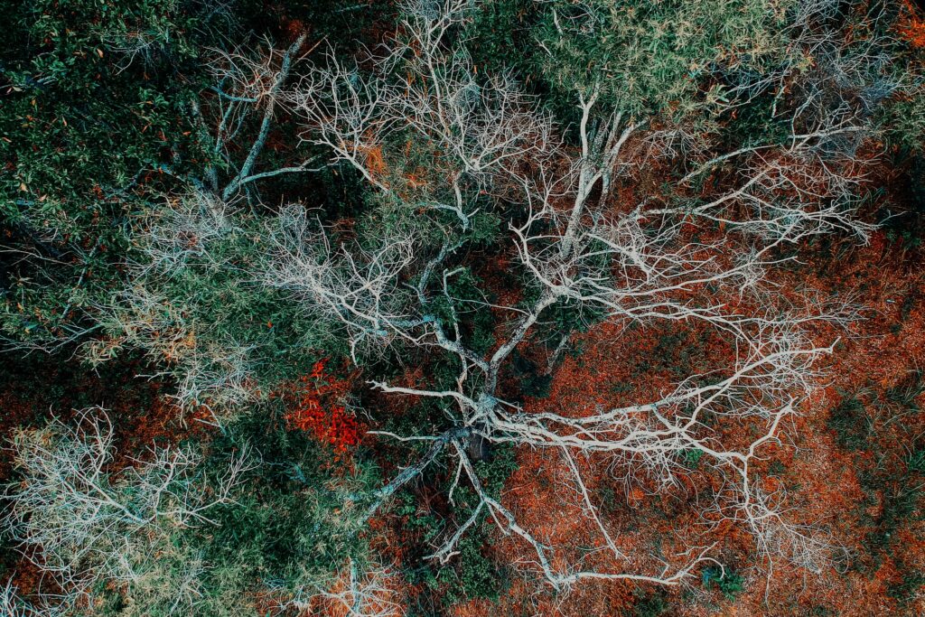 Top view of bare tree branches over autumn forest floor with green and reddish brown hues Wallpaper