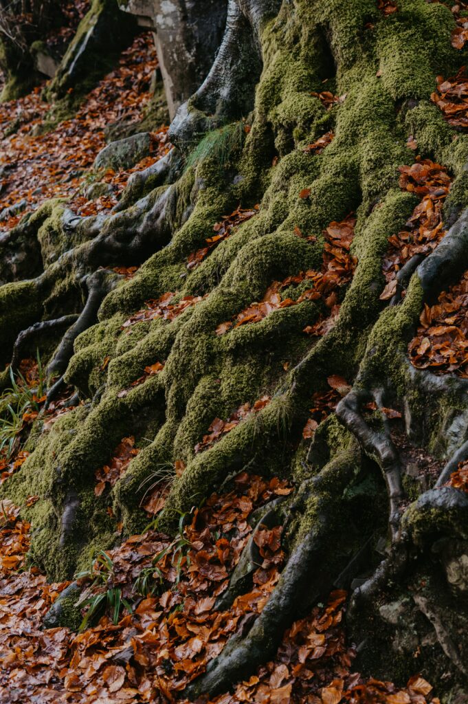 Intricate tree roots with green moss and vibrant autumn leaves on forest floor wallpaper background