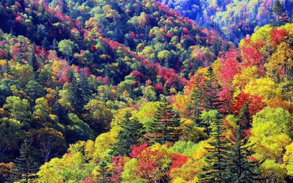 Autumn forested mountainside wallpaper with vibrant red orange yellow and green fall foliage colors
