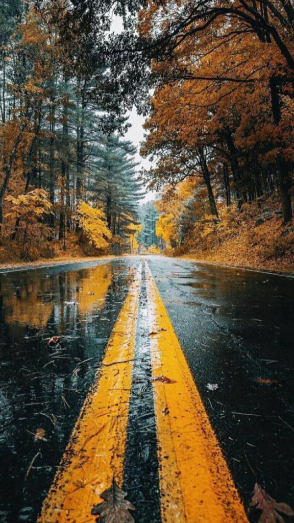 Rainy autumn road winding through vibrant orange yellow forest HD phone wallpaper background