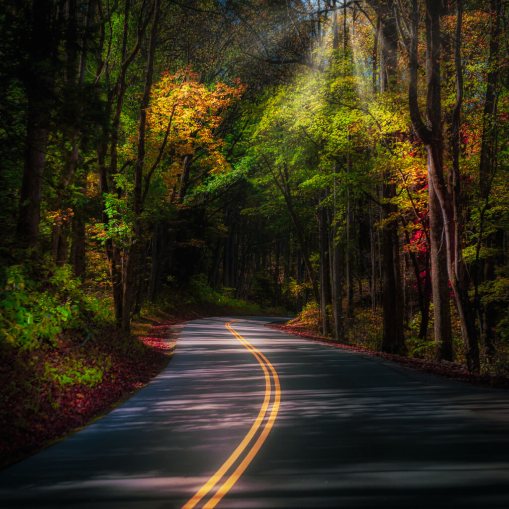 Winding road through dense forest with autumn leaves and warm sunlight scenic wallpaper background
