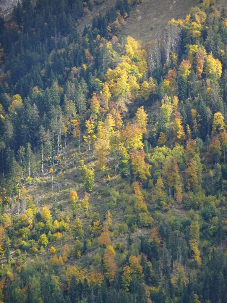 Aerial view of autumn forest slope with vibrant yellow orange green trees scenic nature wallpaper