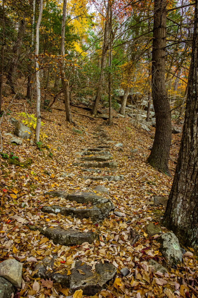 Stone trail winding through vibrant autumn forest with colorful fallen leaves and tall trees Wallpaper