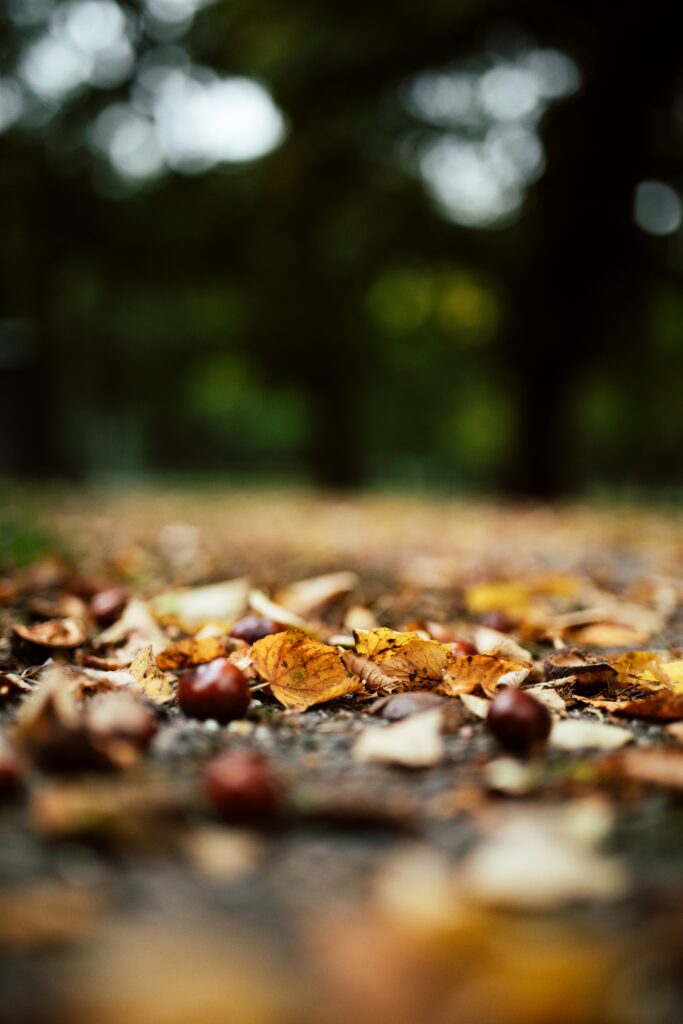Autumn forest floor with fallen chestnuts golden leaves soft focus background wallpaper