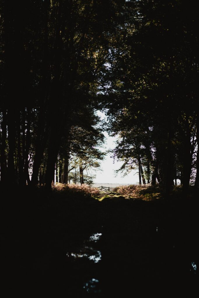 Dense forest wallpaper with towering trees autumn foliage and light filtering through branches