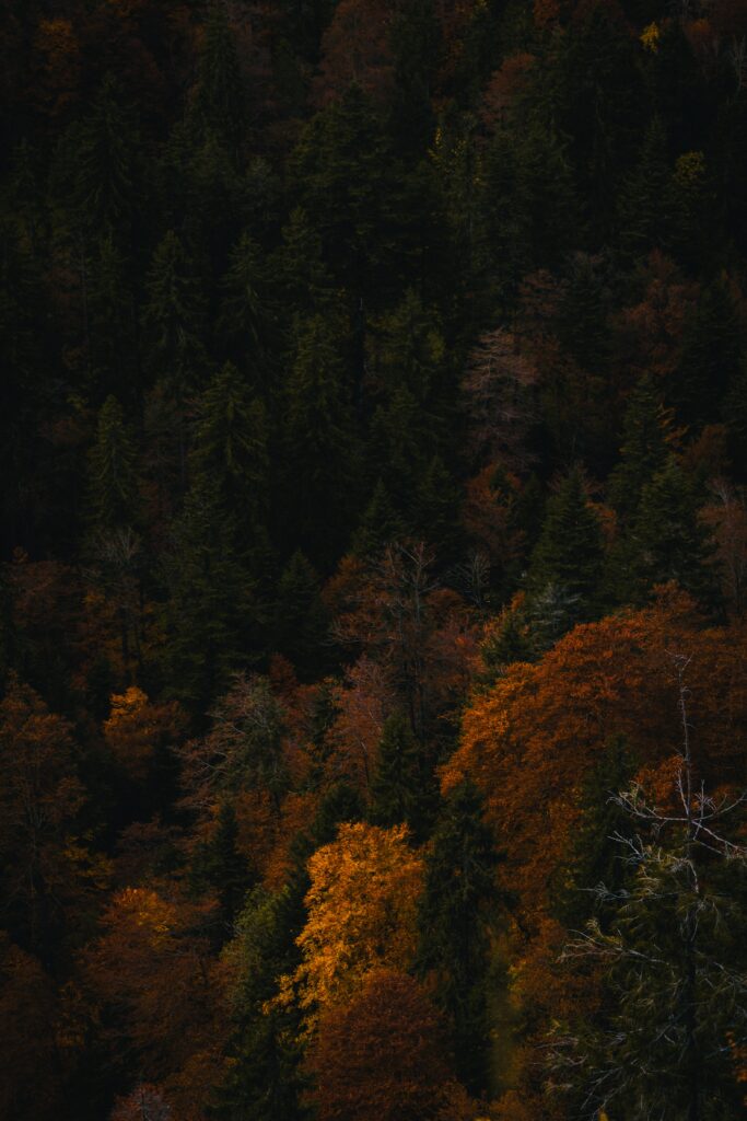 Autumn forest wallpaper with vibrant orange red gold foliage and deep green pine trees background