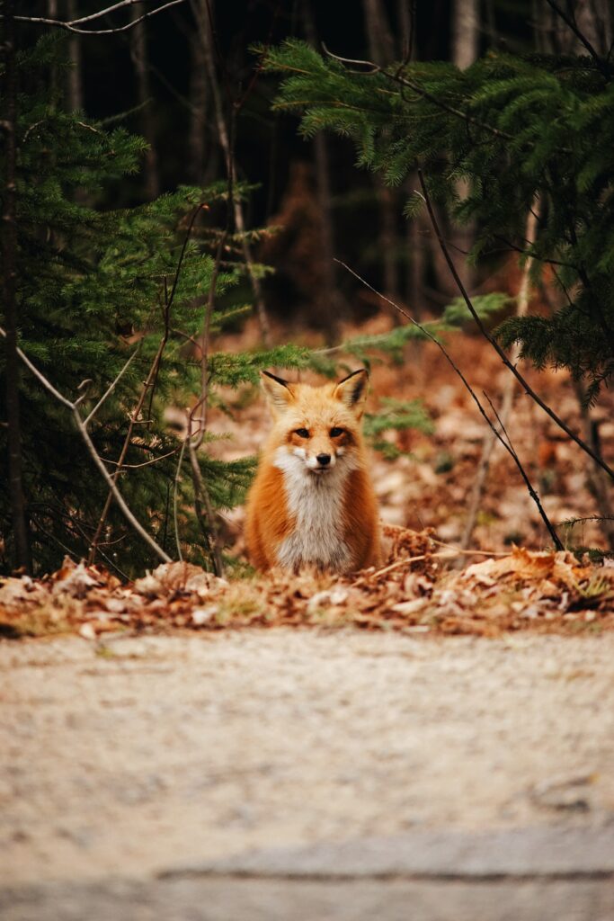 Graceful Fox in Serene Autumn Forest Wallpaper - Nature Background