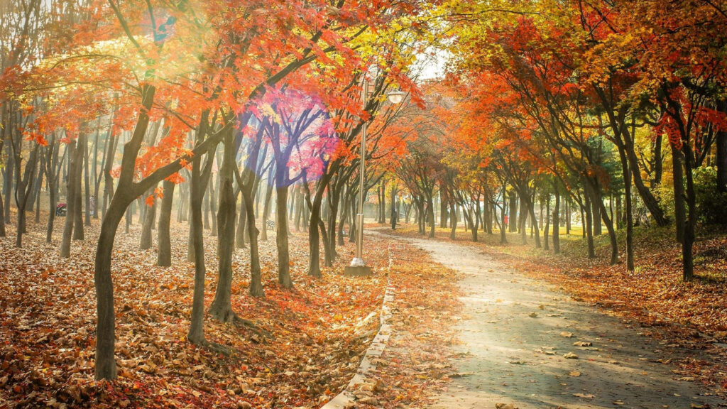 Enchanting Path: Vibrant Autumn Glow Amidst Rustling Leaves and Lush Orange Canopy Wallpaper