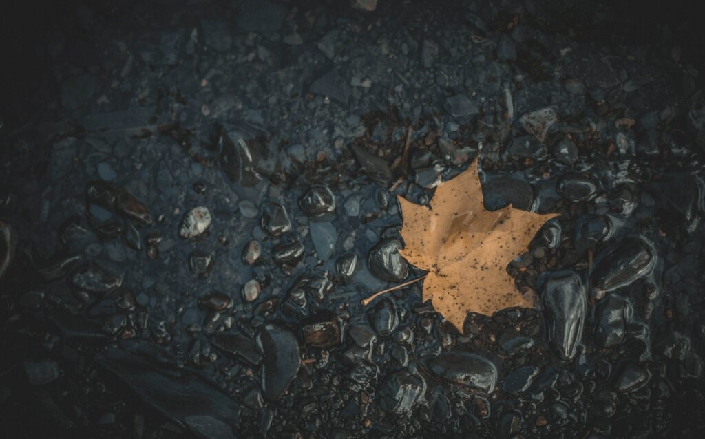 Golden autumn maple leaf on wet dark stones in shallow water tranquil fall wallpaper background