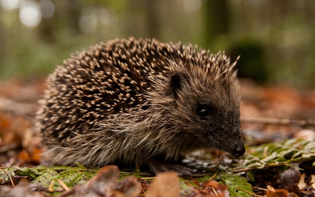 Close-Up Hedgehog in Autumn Leaves - 1920x1200 Nature Wallpaper