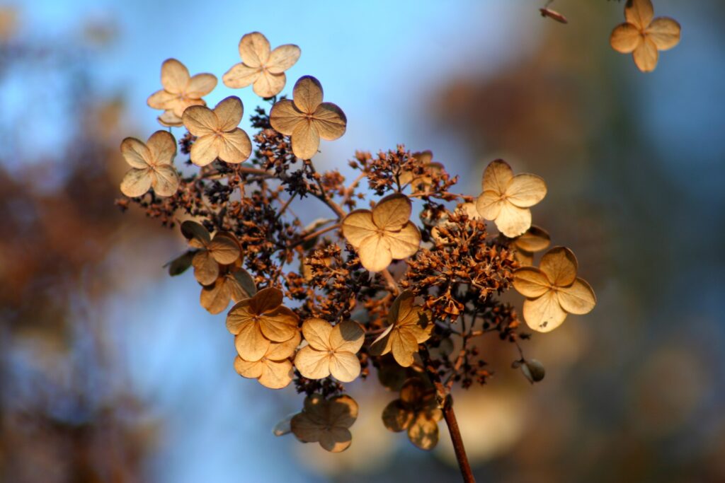 Autumn Hydrangea Wallpaper: Tranquil Elegance & Detailed Beauty