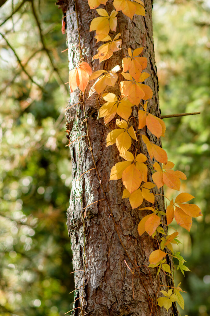 Close up of tree trunk wrapped in ivy with yellow autumn leaves and soft sunlight forest background Wallpaper