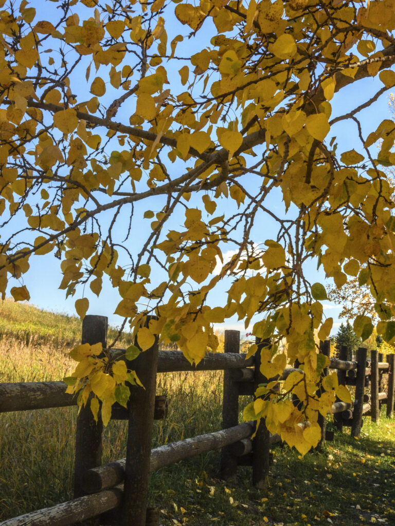 Autumn landscape with vibrant yellow tree arching over rustic wooden fence in sunlit field Wallpaper