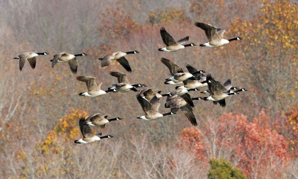 Wild Geese Soaring in Vibrant Autumn Sky - Serene Nature Wallpaper