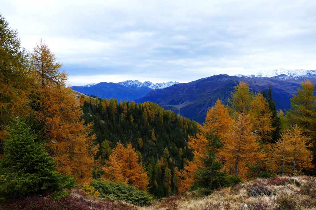 Autumn landscape wallpaper with golden trees green forests mountains and snow-capped peaks
