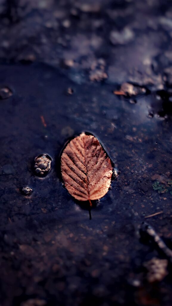 Autumn Leaf Close-Up on Dark Puddle - Serene Wallpaper Background