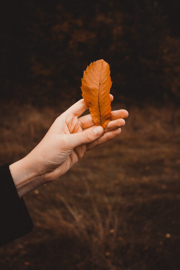 Hand holding vibrant orange and brown autumn leaf rustic fall season wallpaper background