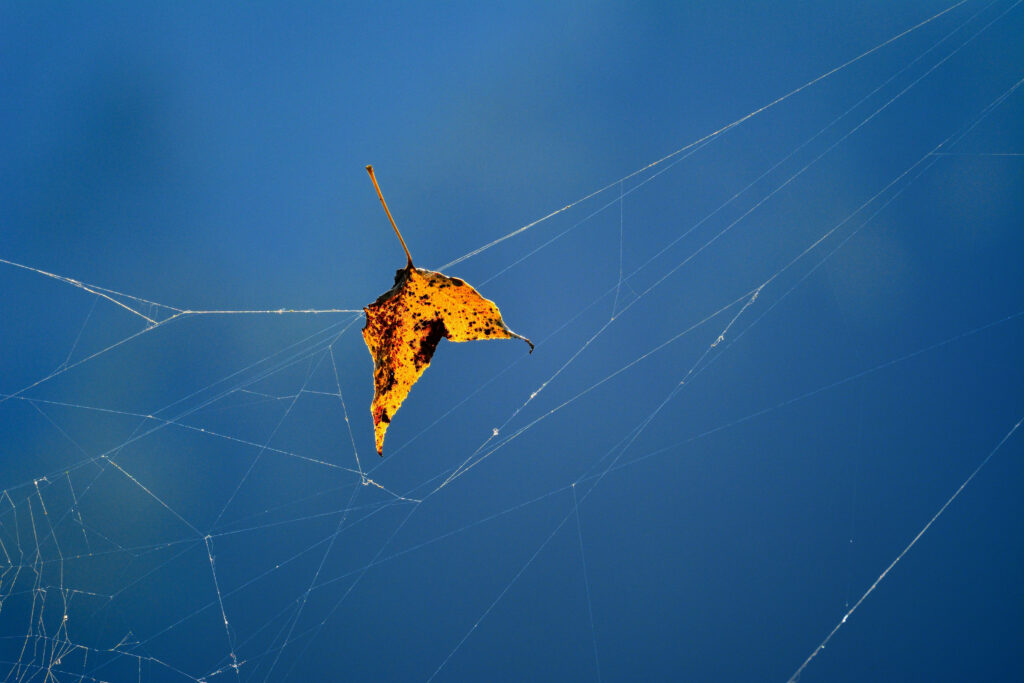 Autumn Leaf in Web: Intricate Close-Up Wallpaper Background