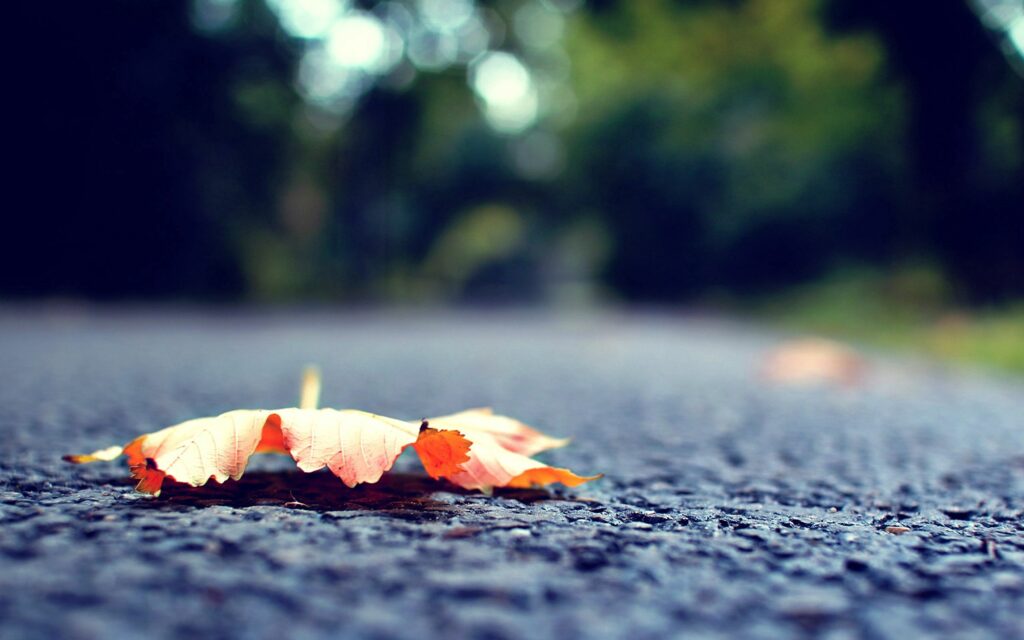 Close-Up Autumn Leaf on Textured Road - Wallpaper Background