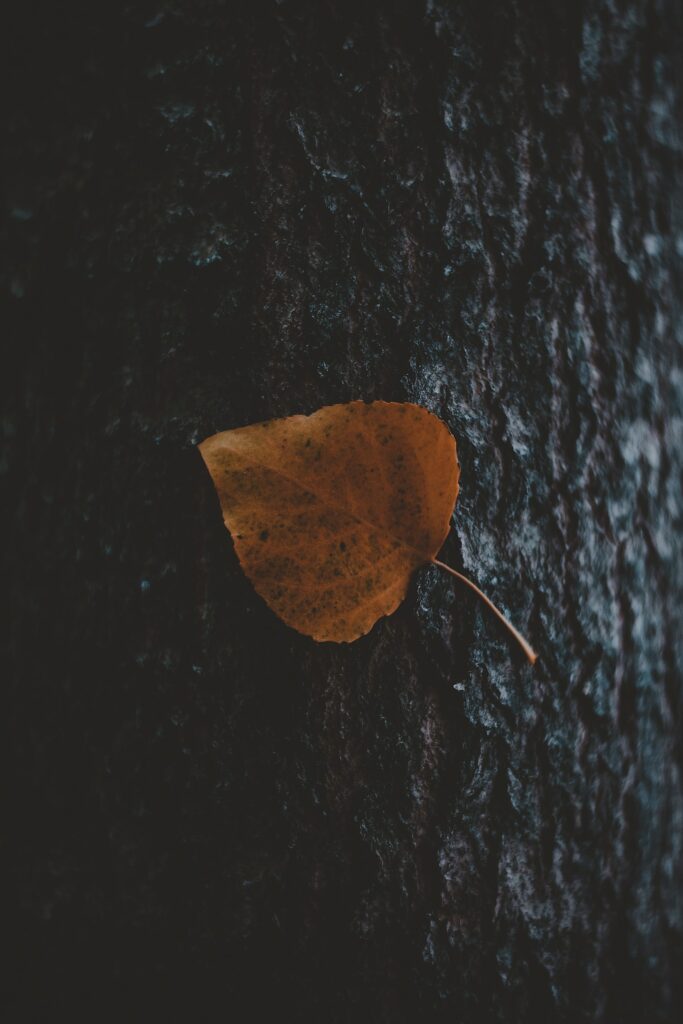 Moody Autumn Leaf on Tree Bark - Natural Wallpaper Background