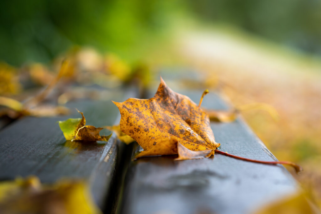Autumn Leaf Close-Up on Wooden Bench - Nature Wallpaper Background