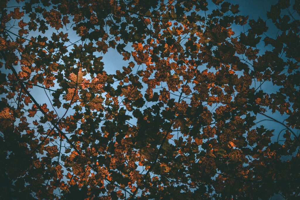 Canopy of dry autumn leaves with warm orange hues against deep blue sky in tranquil fall scene Wallpaper