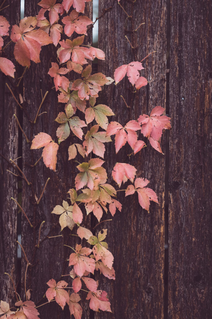 Autumn leaves in red and orange climbing rugged tree bark rustic seasonal wallpaper background