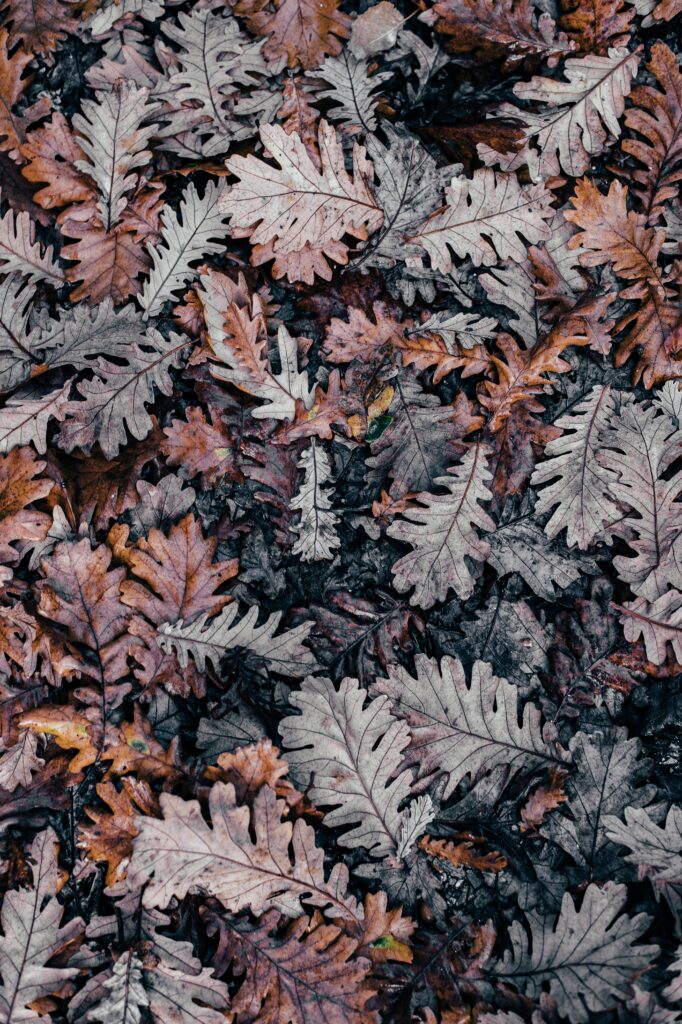 Close-up of dense autumn leaves in brown orange and muted purple with rich textures background Wallpaper