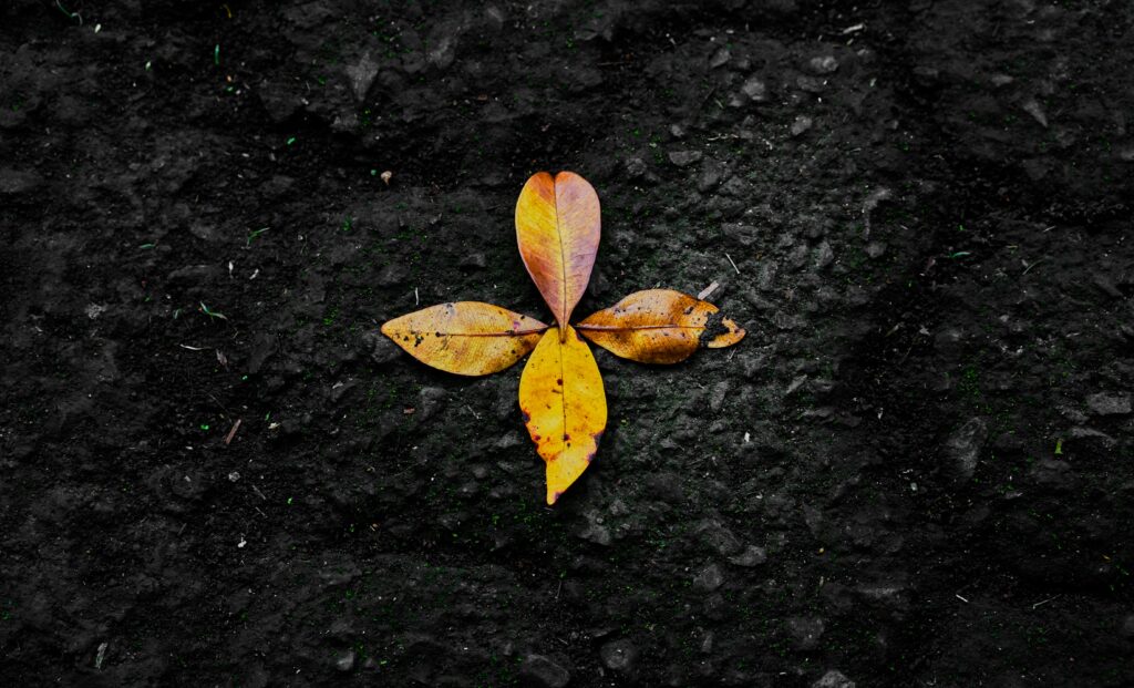 Four autumn leaves in yellow and orange cross shape on dark textured ground wallpaper background