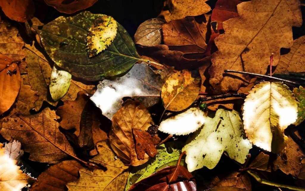 Autumn leaves wallpaper with brown yellow green dry textured foliage showcasing seasonal beauty