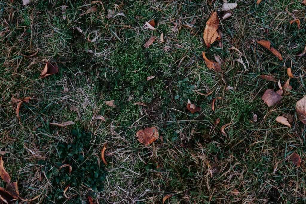 Autumn wallpaper with dry grass and fallen leaves showcasing rustic seasonal transition textures
